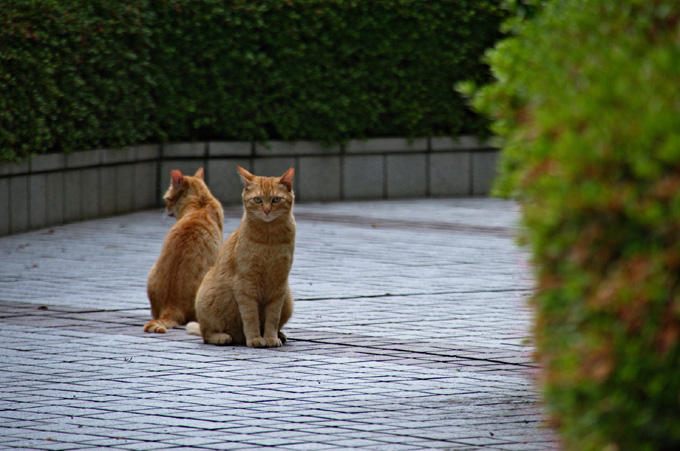 二匹の茶猫